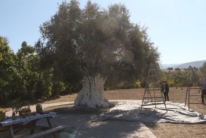 Mersin'de bin 300 yıllık zeytin ağacı 250 kilo ürün verdi