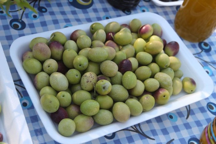 Mersin'de bin 300 yıllık zeytin ağacı 250 kilo ürün verdi