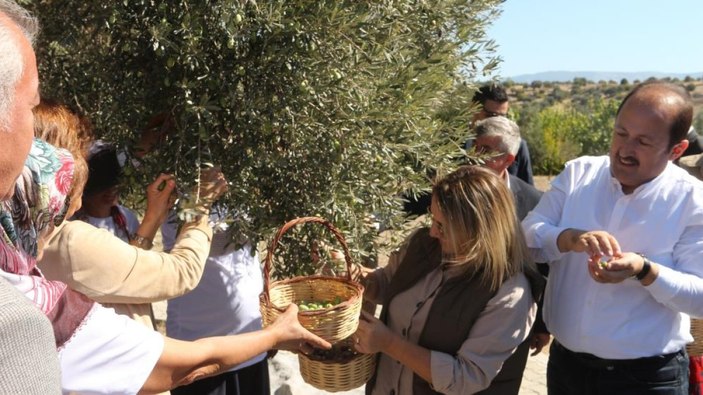 Mersin'de bin 300 yıllık zeytin ağacı 250 kilo ürün verdi