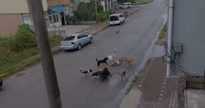 Zonguldak'ta köpek saldırısına uğrayan kadın: Çare bulunsun