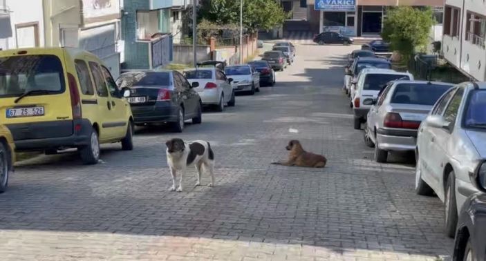 Zonguldak'ta köpek saldırısına uğrayan kadın: Çare bulunsun
