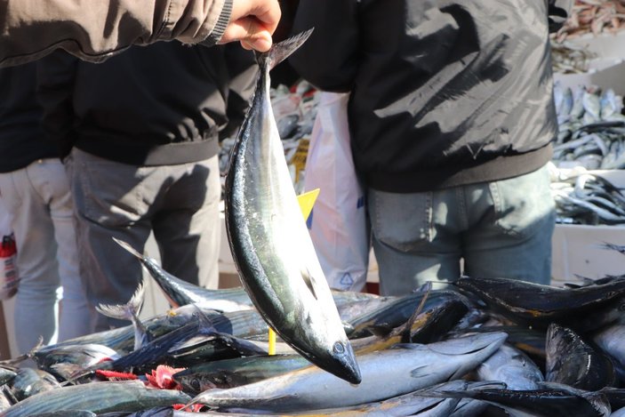 Karadeniz'de palamut bereketi: 3 tanesi 90 lira