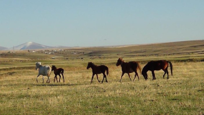 Kars’ta özgürlüğün tadını çıkaran yılkı atları doğal ortamında görüntülendi