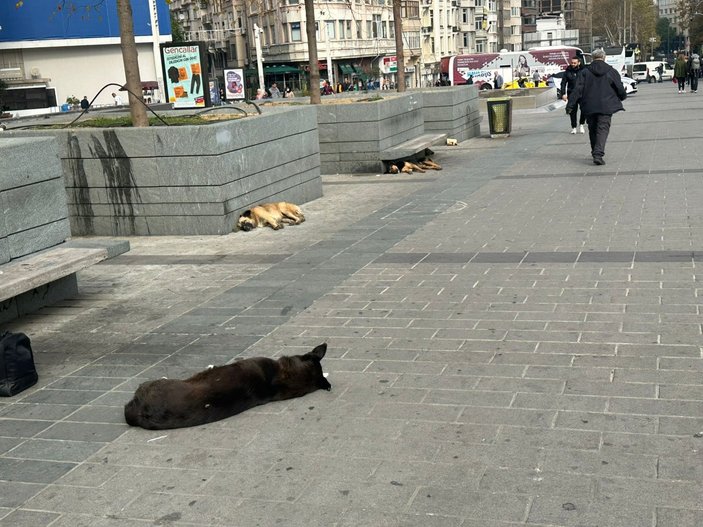 Taksim'de başıboş köpekler tedirginliğe yol açıyor