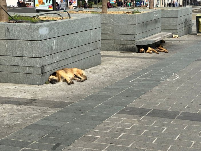 Taksim'de başıboş köpekler tedirginliğe yol açıyor
