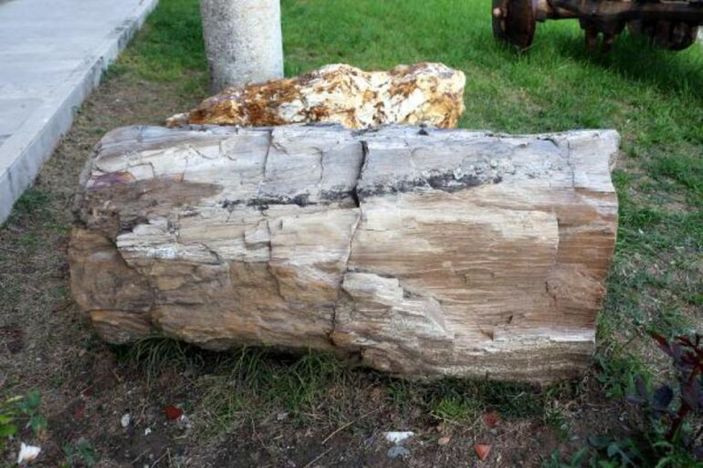 Tokat'ta bulunan 41,5 milyon yıllık ağaç fosilleri sergiye açılacak