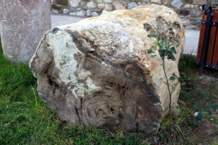 Tokat'ta bulunan 41,5 milyon yıllık ağaç fosilleri sergiye açılacak