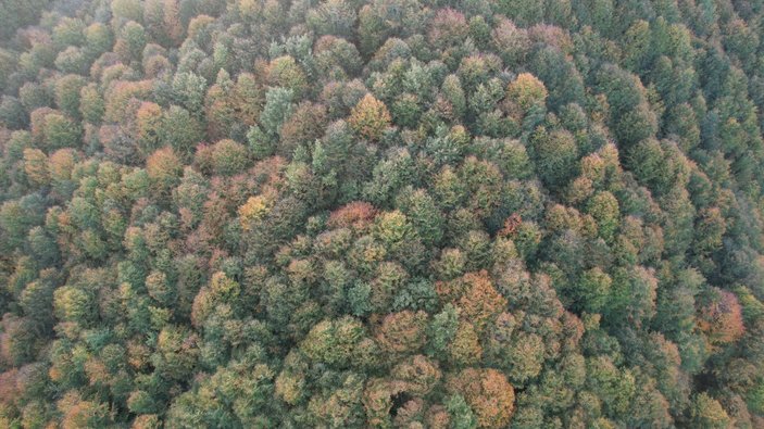 Zonguldak'taki Kent Ormanı görenleri büyülüyor