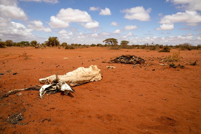 Doğu Afrika'da kuraklık 36,1 milyon kişiyi etkiledi
