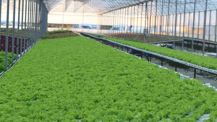 İstanbullu girişimci, topraksız tarımla 21 dönümde 210 dönüme denk ürün yetiştiriyor