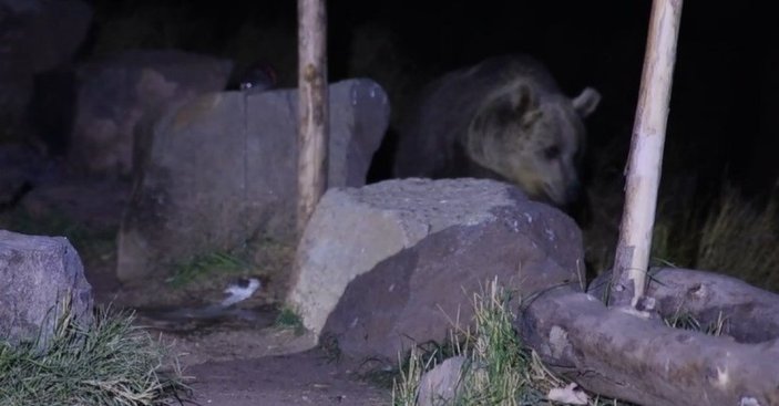 Bitlis'te piknikçiler kendilerine yaklaşan ayıyı taburelerle kovaladı