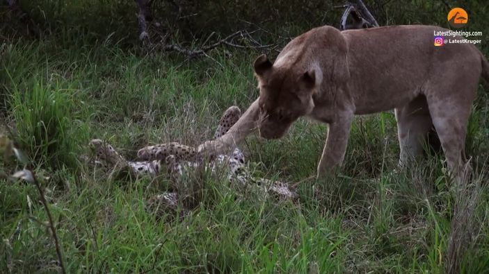 Yaşlı leoparın aslanlara av olduğu anlar kamerada