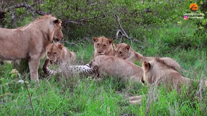 Yaşlı leoparın aslanlara av olduğu anlar kamerada