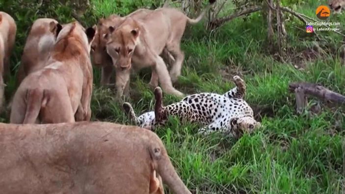 Yaşlı leoparın aslanlara av olduğu anlar kamerada