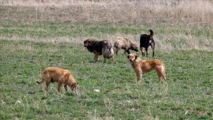 Kuduz virüsü nedir, hangi önlemler hayati önem taşır