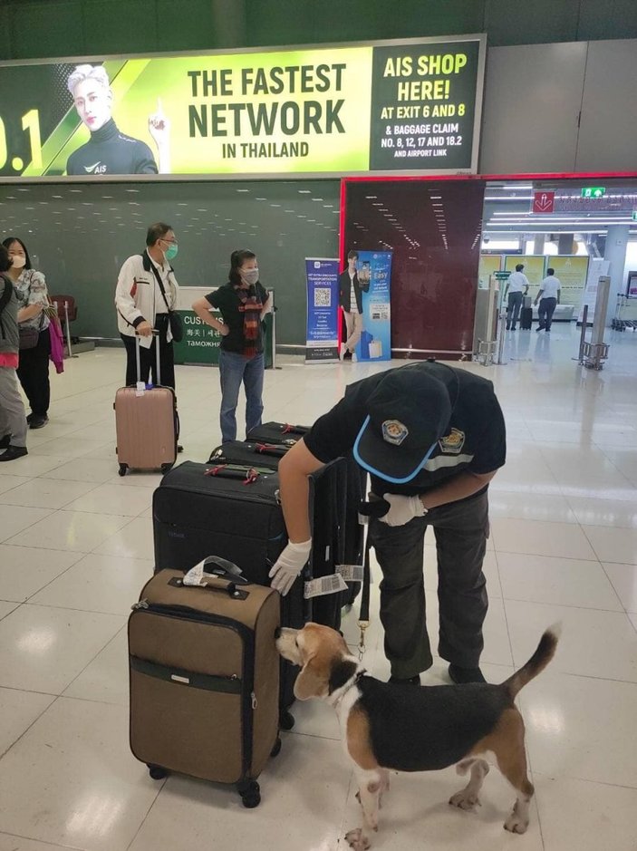 Çin'den Tayland'a gelen yolcunun bavuldan kurutulmuş yarasa çıktı