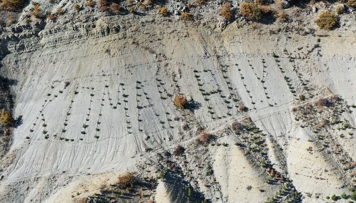 Giresunlu Cemal Emmi, 30 yıldır köyündeki atıl arazileri ağaçlandırıyor