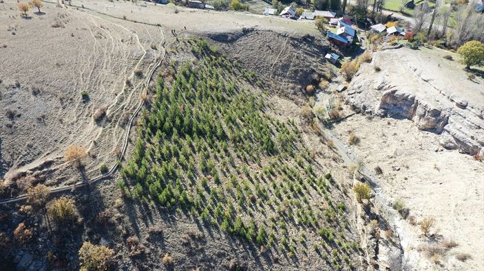 Giresunlu Cemal Emmi, 30 yıldır köyündeki atıl arazileri ağaçlandırıyor