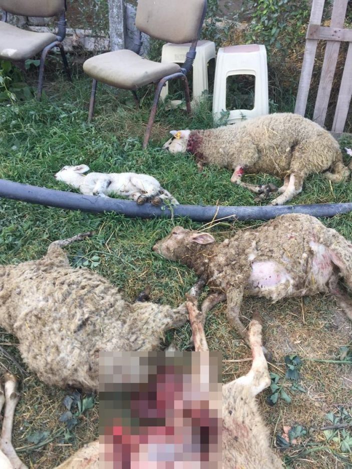 Bursa'da sokak köpekleri dehşet saçtı: 8 koyun telef oldu