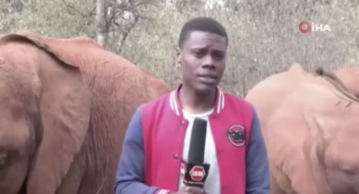 Kenya'da muhabirin dikkatini bozan yavru filler