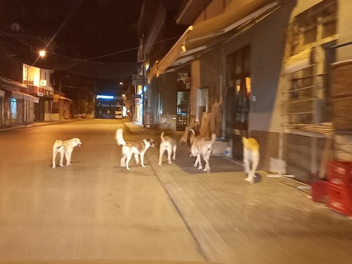 Aydın’da, sokak köpekleri korku salıyor