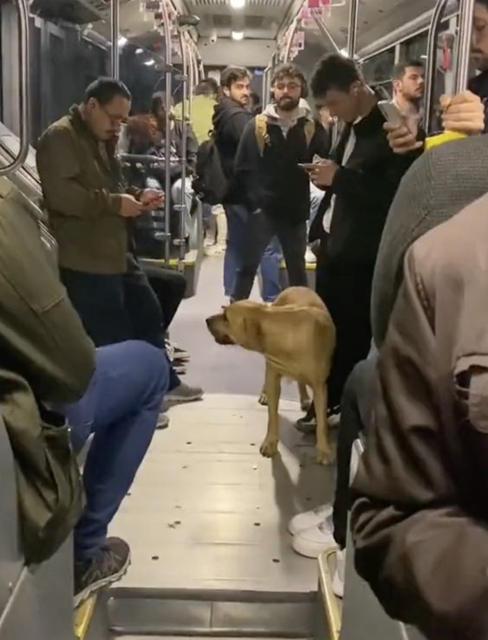 metrobüs sokak köpeği