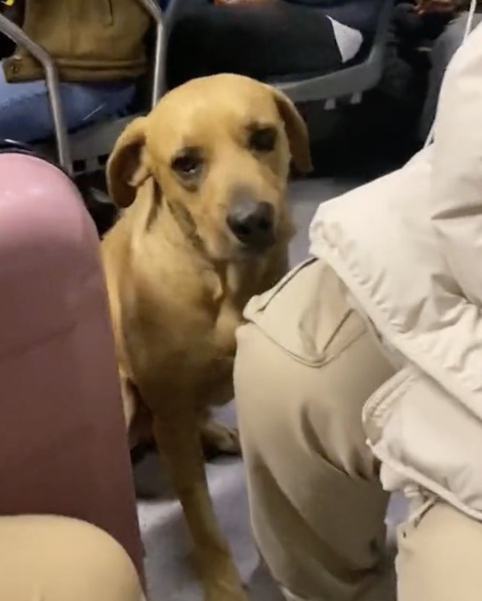 metrobüs sokak köpeği