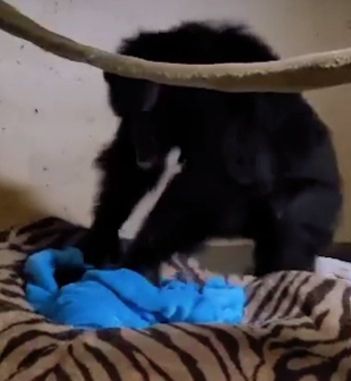 ABD'de anne şempanzenin bebeğiyle kavuşma anı 