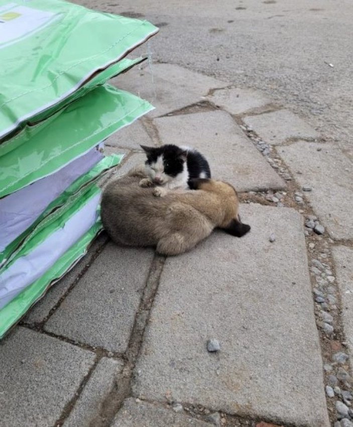 Malatya'da kedi ve köpek birbirine sarılarak ısınmaya çalıştı