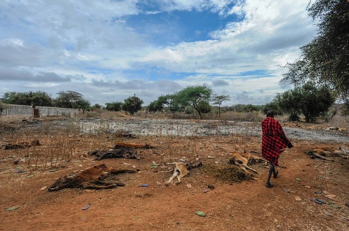 Kenya'da yaban hayvanlar, kuraklık nedeniyle telef oluyor