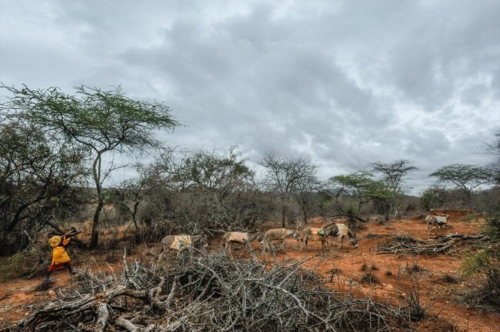 Kenya'da yaban hayvanlar, kuraklık nedeniyle telef oluyor