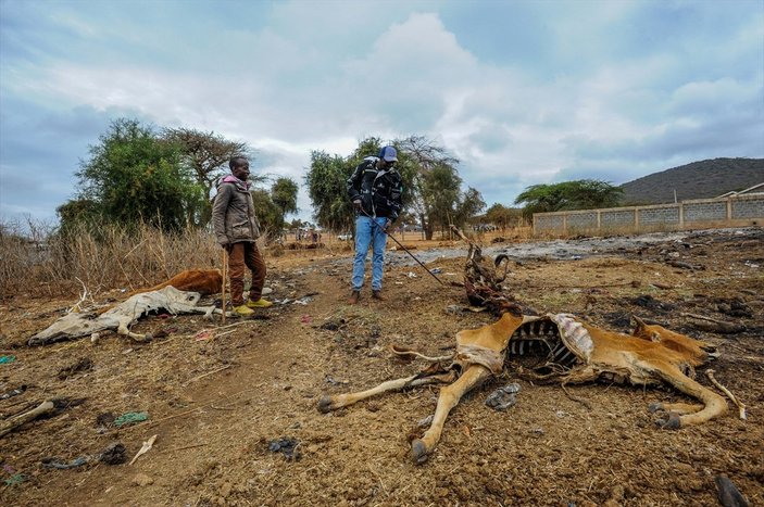 Kenya'da yaban hayvanlar, kuraklık nedeniyle telef oluyor