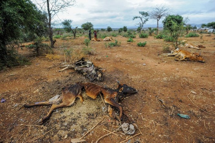 Kenya'da yaban hayvanlar, kuraklık nedeniyle telef oluyor