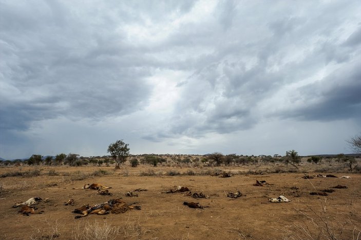 Kenya'da yaban hayvanlar, kuraklık nedeniyle telef oluyor