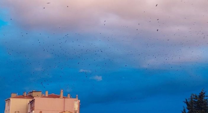 Tekirdağ'da gökyüzündeki karga istilası kameraya yansıdı