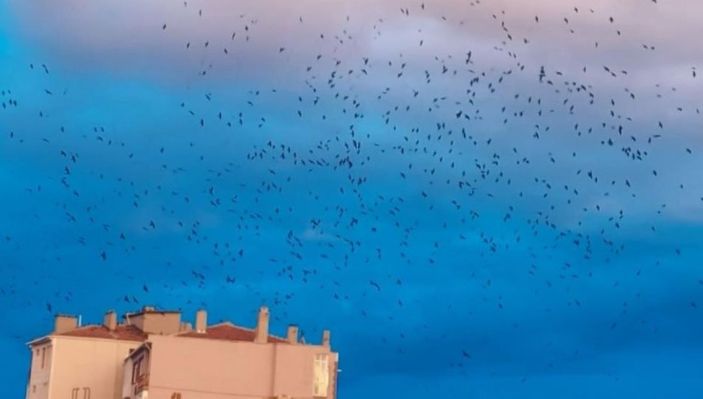 Tekirdağ'da gökyüzündeki karga istilası kameraya yansıdı