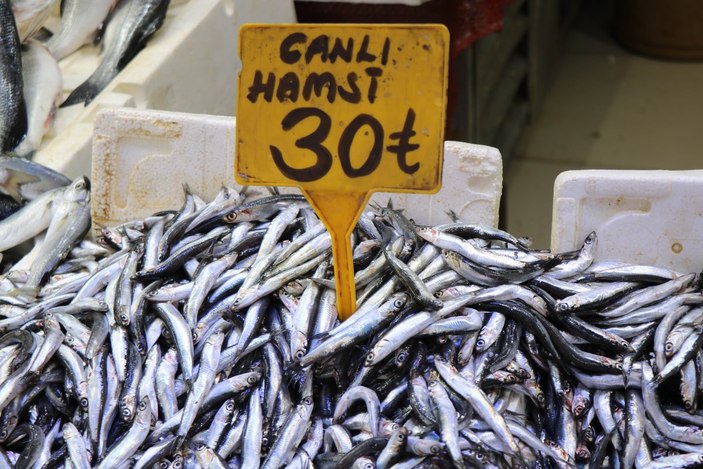 Samsun'da soğuyan hava balığa yönlendirdi