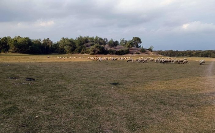 Adana'da Kılıçdaroğlu ve Akşener'in 'temel attığı' proje alanı koyunlara kaldı
