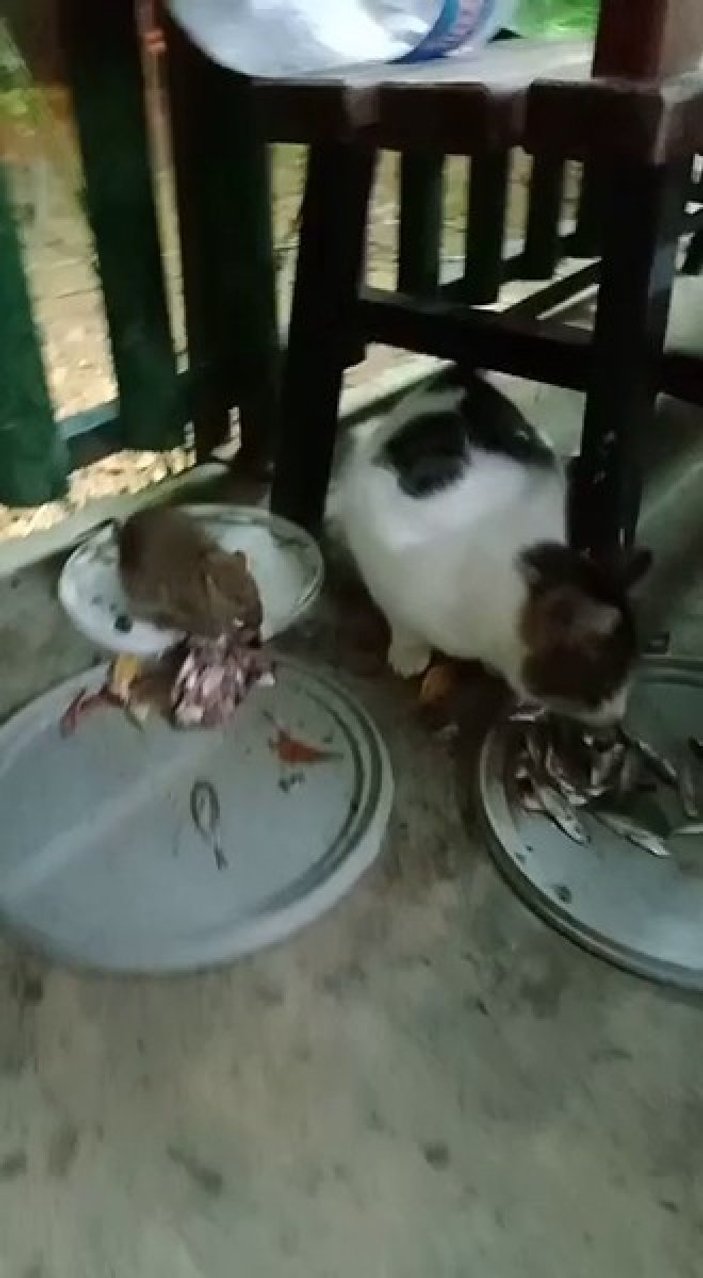 Ezeli düşman fare ve kedinin dostluğu şaşırttı