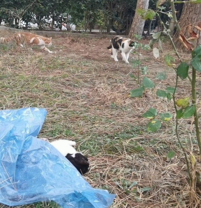 Bursa'da yavru kedinin patileri kesildi, karnı parçalandı