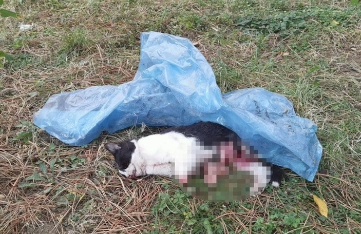 Bursa'da yavru kedinin patileri kesildi, karnı parçalandı