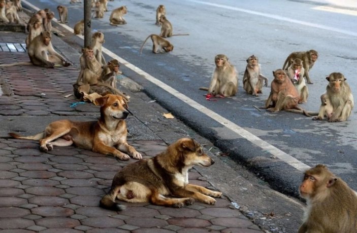 Tayland'da maymunlara açık büfe ziyafeti verildi