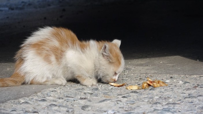 Tokat'ta ekiplerin yakalayamadığı kedi, döner kokusuyla çıkarıldı