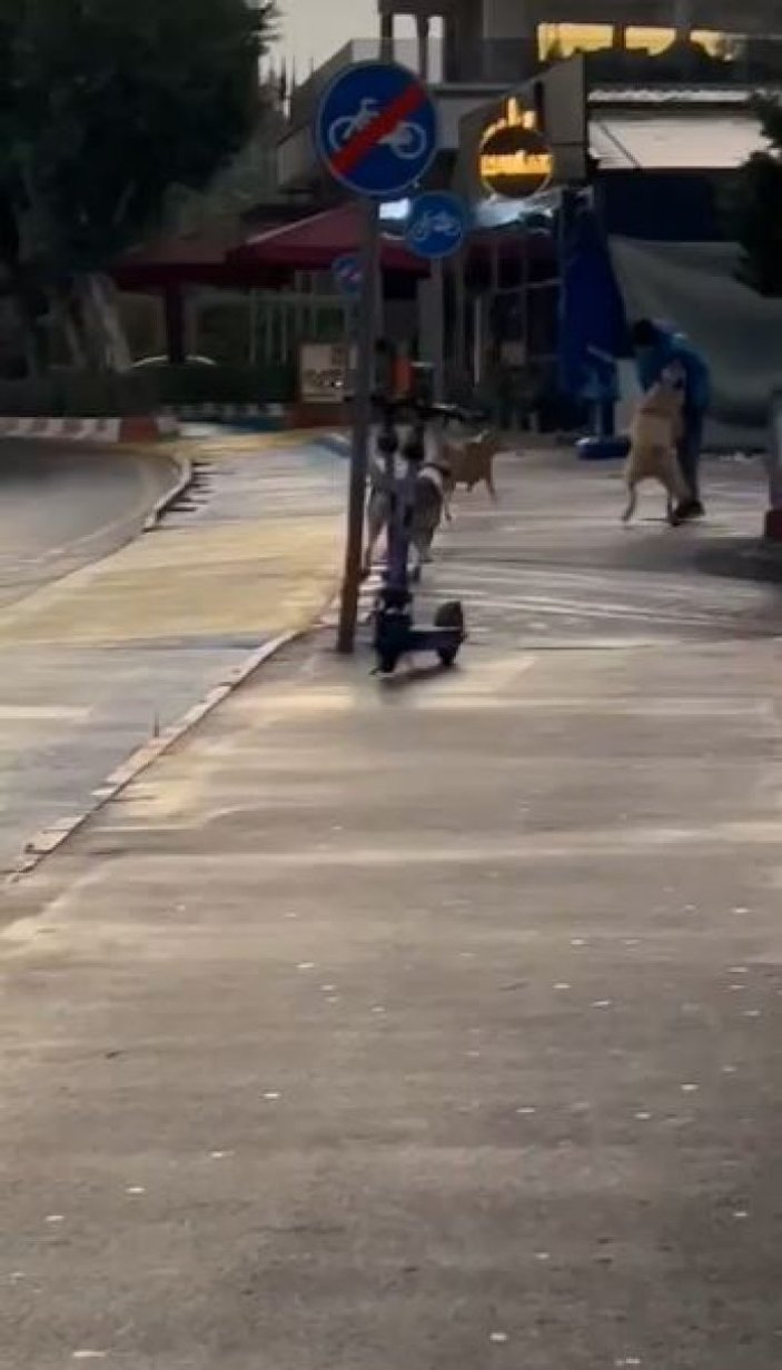 sokak köpeği