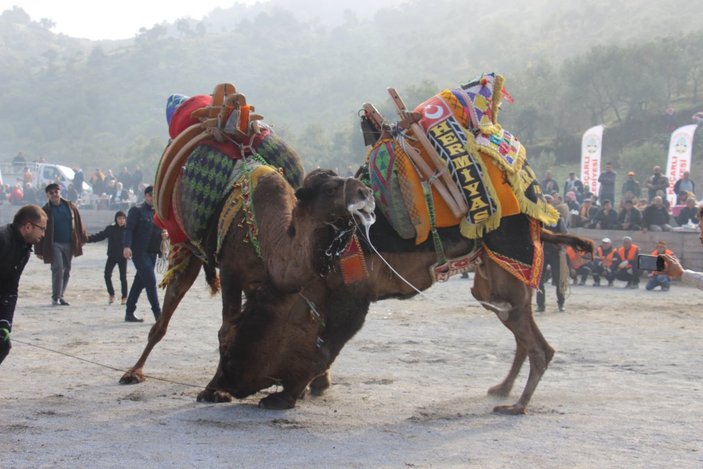 Aydın'da Koçarlı arenasında 150 deve kıran kırana güreşti