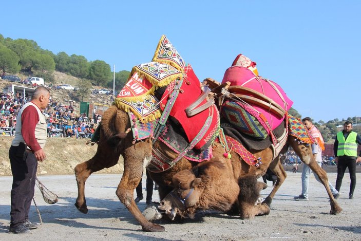 Aydın'da Koçarlı arenasında 150 deve kıran kırana güreşti
