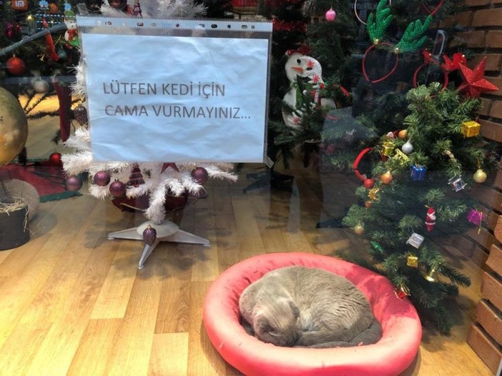 Eskişehir'de vitrin mankeni kedi