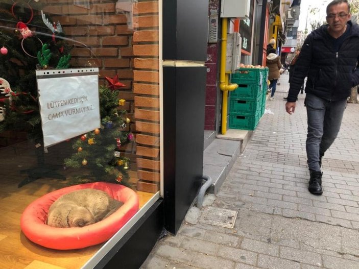 Eskişehir'de vitrin mankeni kedi
