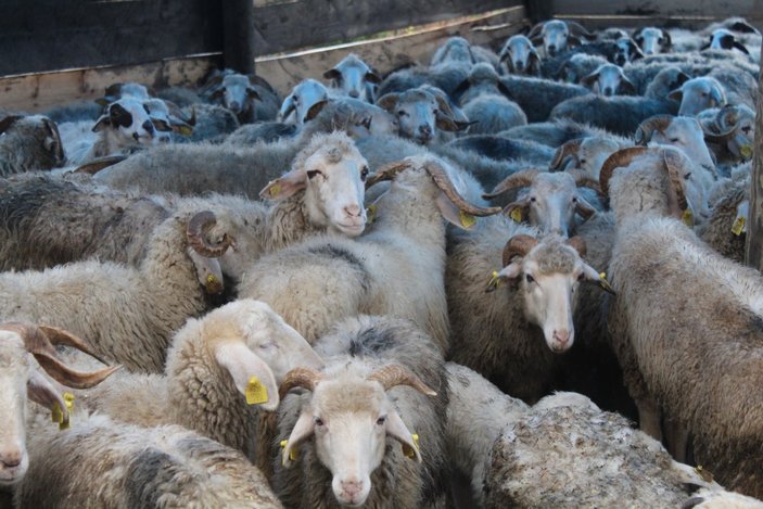 Sinop'ta bir gecede 50 koyunu çaldılar