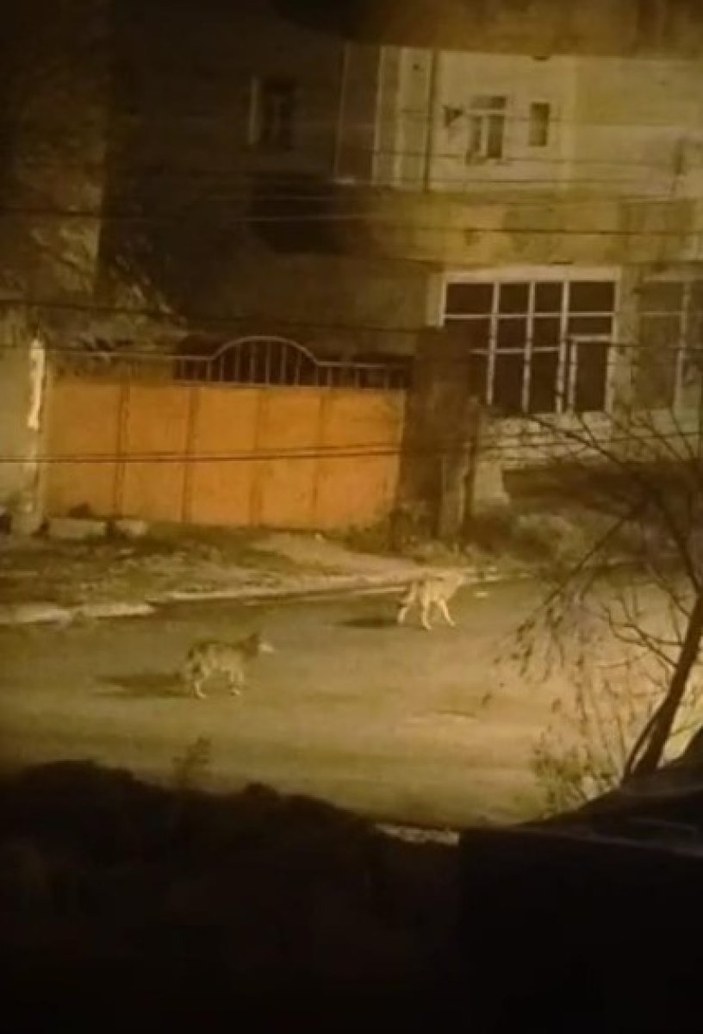 Yüksekova'da kurt sürüsü şehre indi